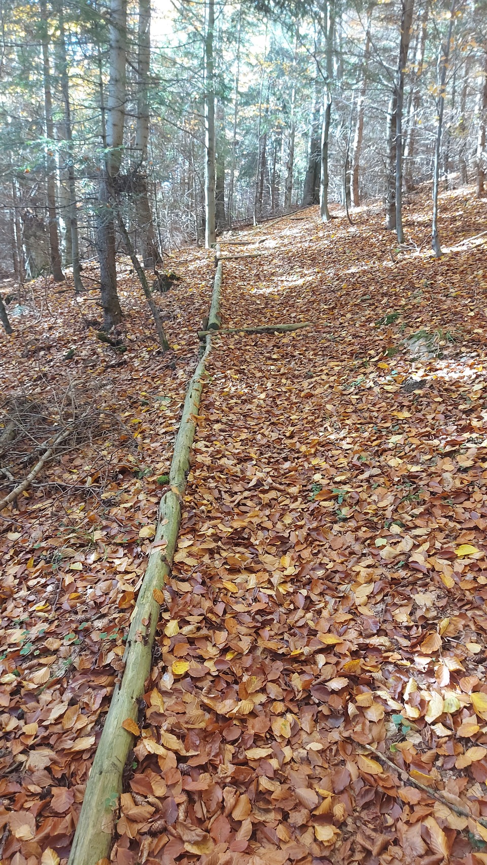 Vandaag een klein stuk uitproberen van het pad naar Turbaczyk. Niet te verwarren met Turbacz. Dzisiaj wypróbowałem mały fragment ścieżki na Turbaczyk.  Nie mylić z Turbaczem .